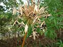 Agapanthus seedhead